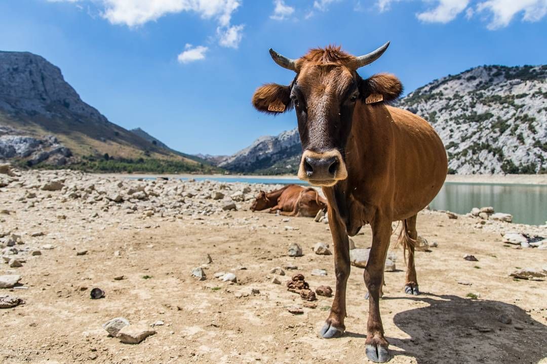 Una vaca marrón está parada en la tierra cerca de un lago.