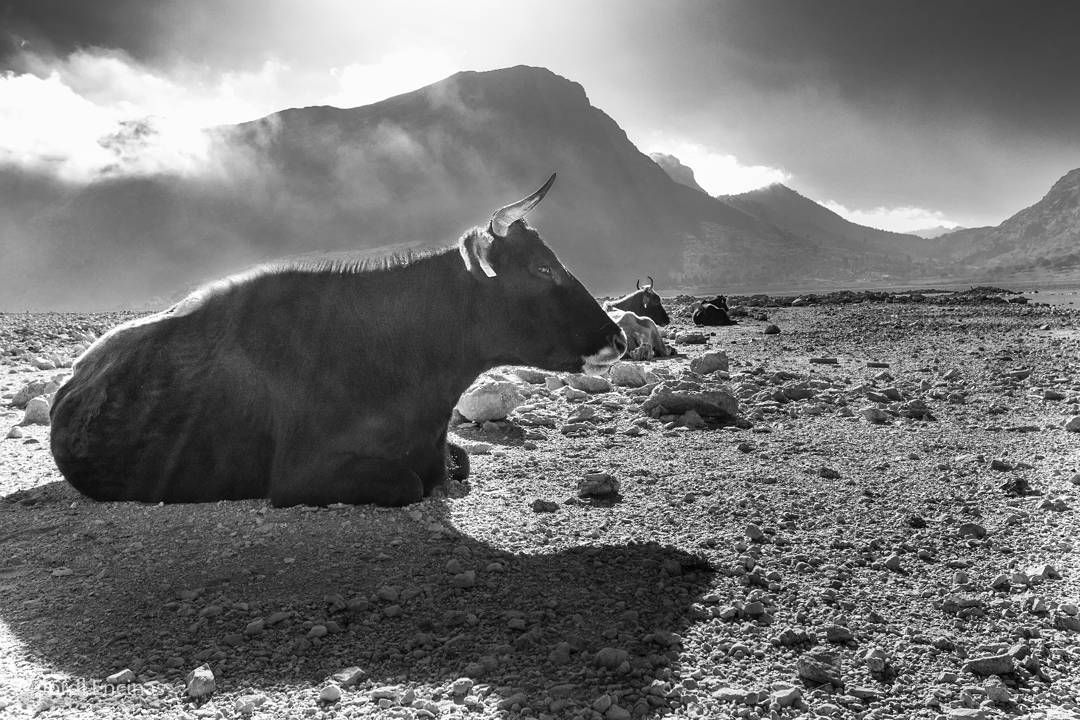 Una fotografía en blanco y negro de un toro tumbado en el desierto.
