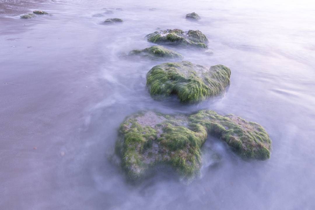 Una hilera de rocas cubiertas de musgo en el agua de una playa.