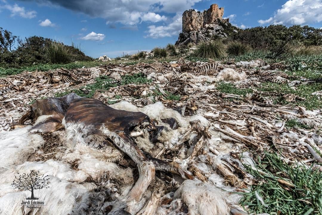 Paisaje con huesos de animales