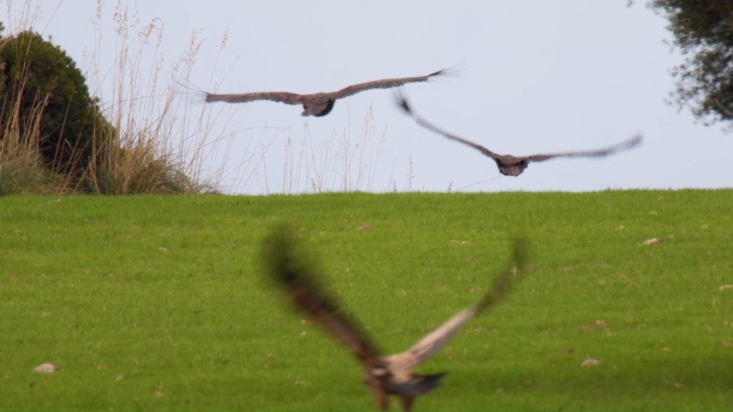 Dos pájaros vuelan sobre un campo de hierba.