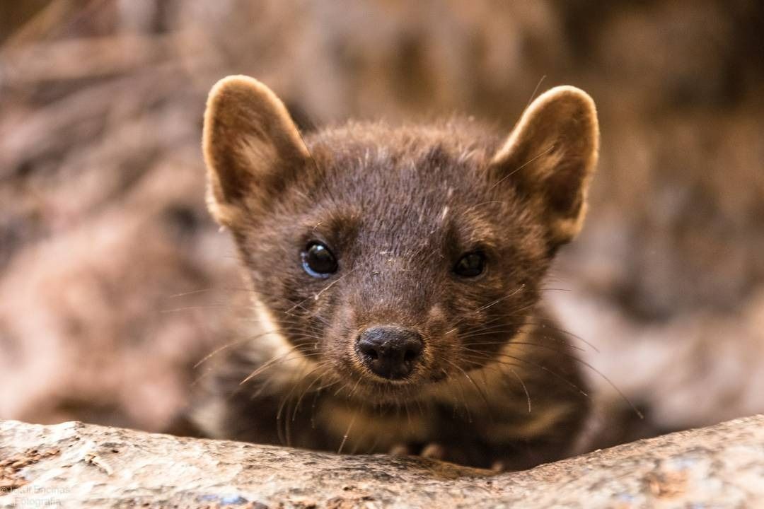 Un primer plano de una marta asomándose detrás de una roca.