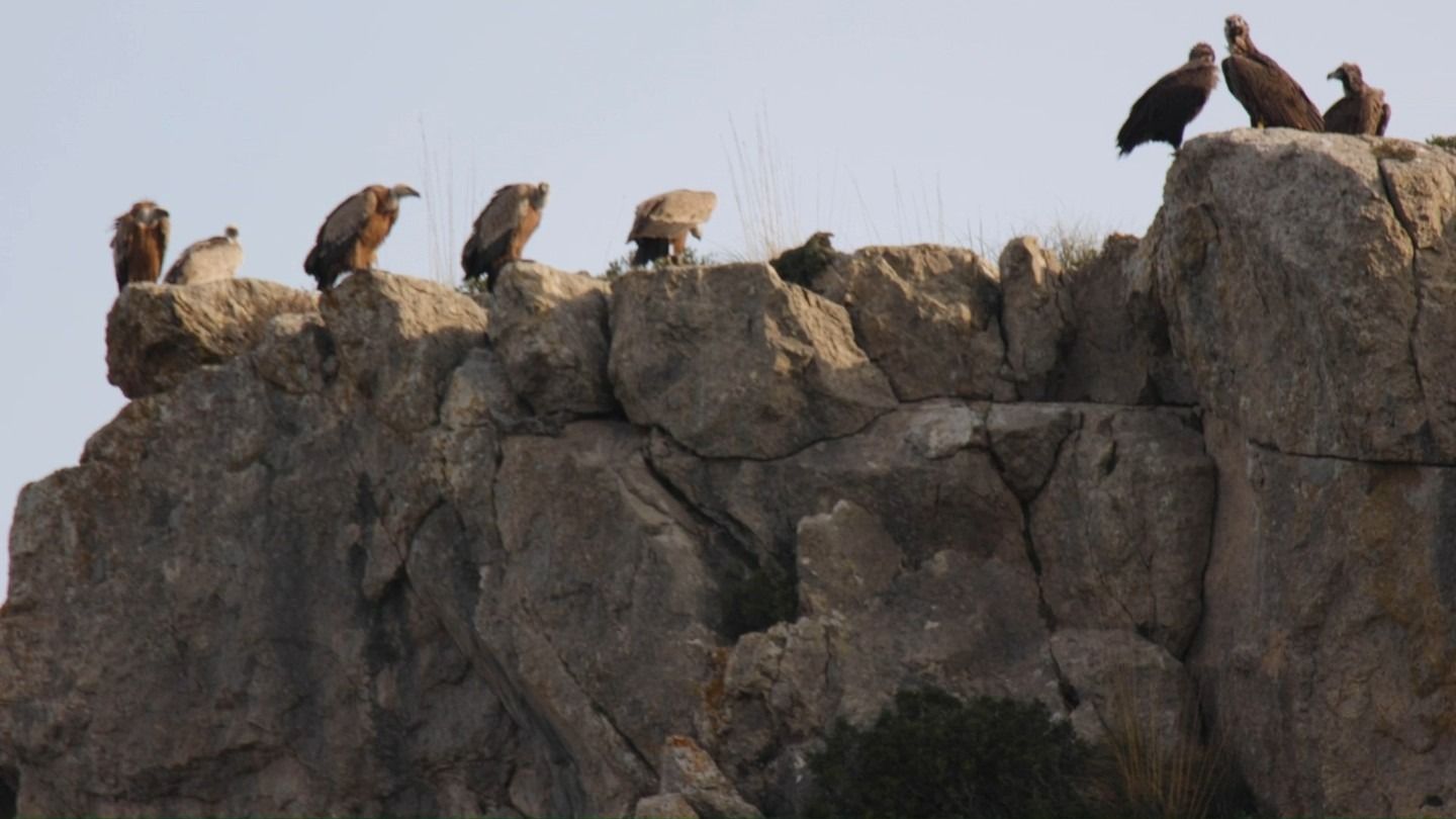 Un grupo de buitres posados en lo alto de un acantilado rocoso