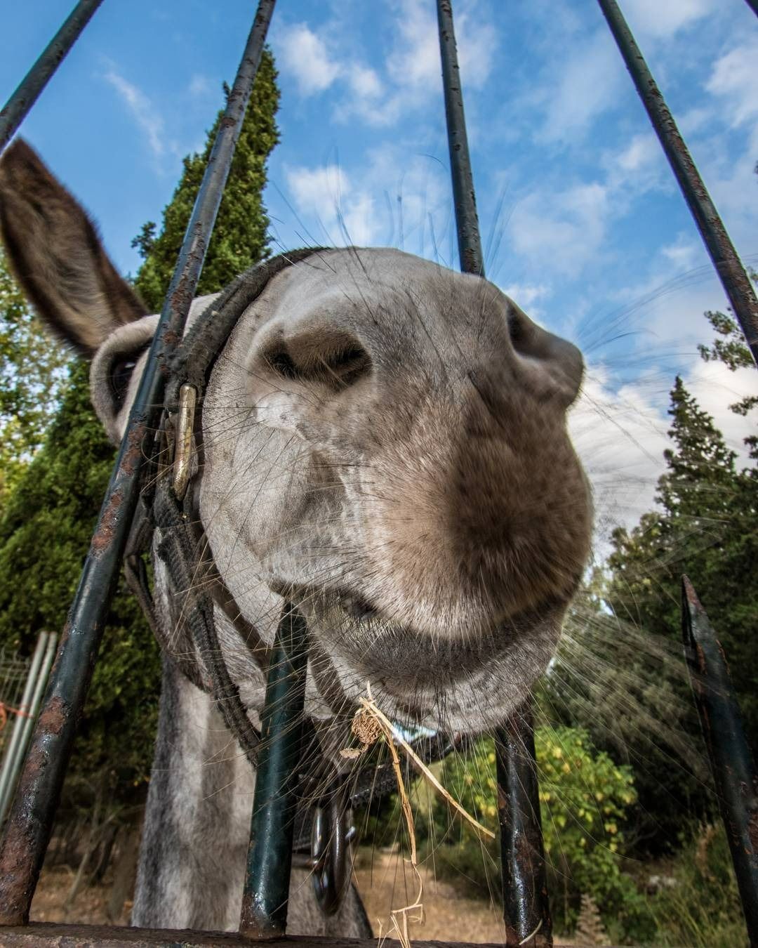 Un burro detrás de una valla con árboles al fondo.