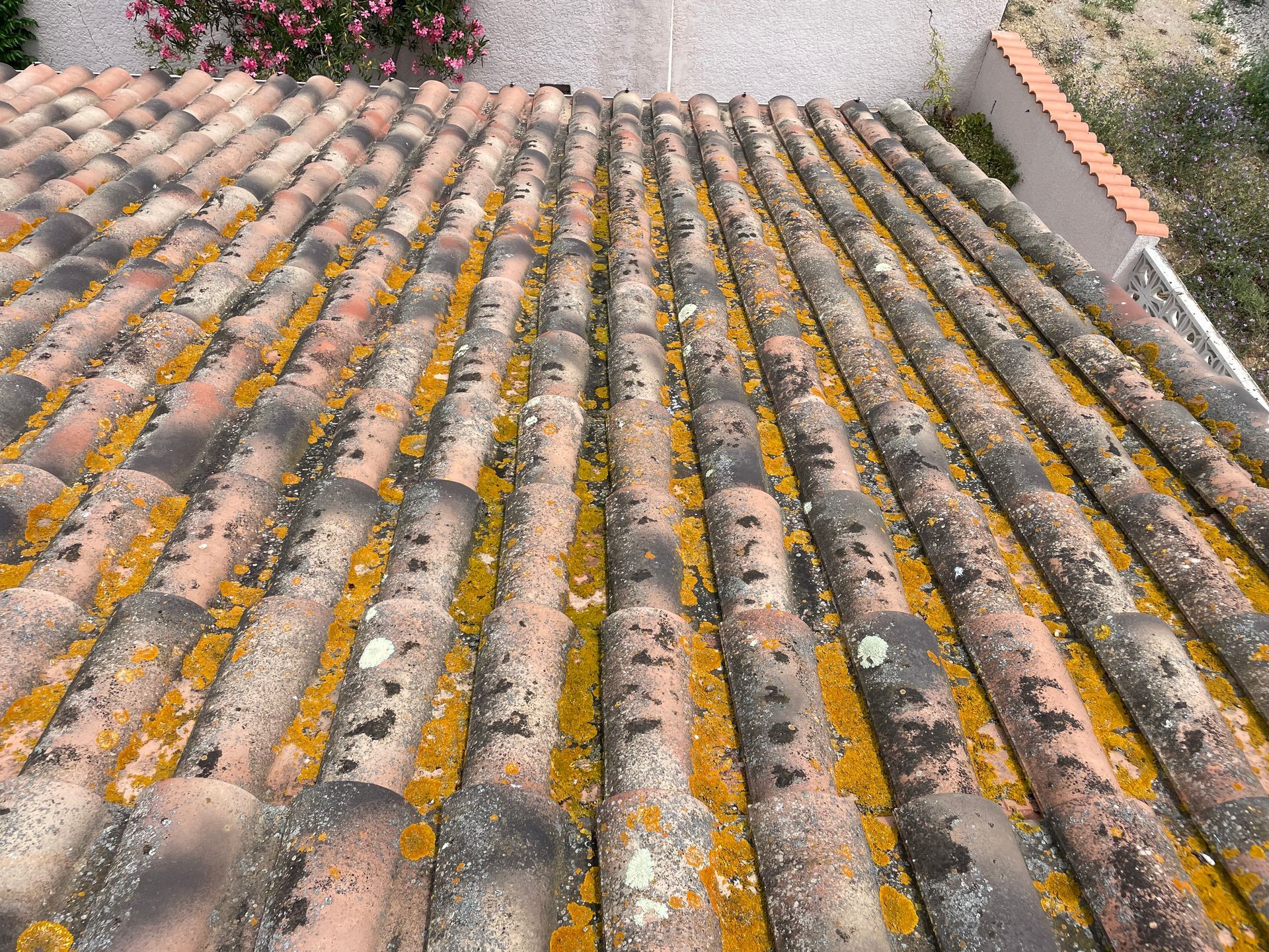 Pan de toiture en tuiles couvertes de mousses, champignons et lichens