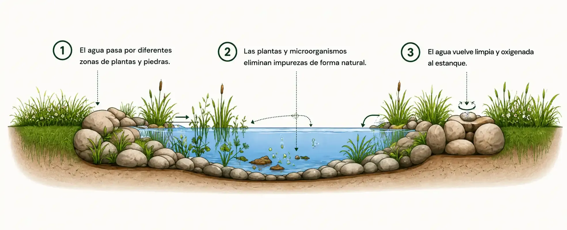 Así funciona la filtración natural