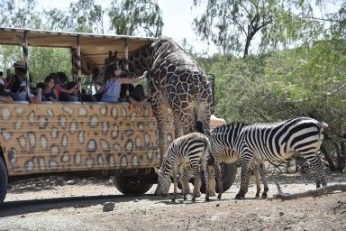 Out of Africa Wildlife Zoo