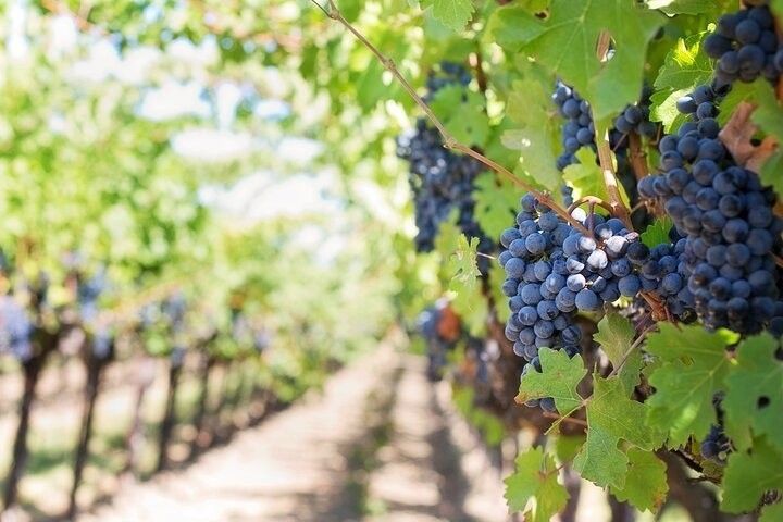 AZ Wine Crawler Shuttle