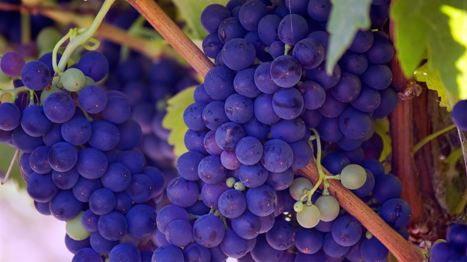 Alcantara Vineyards & Wineries
