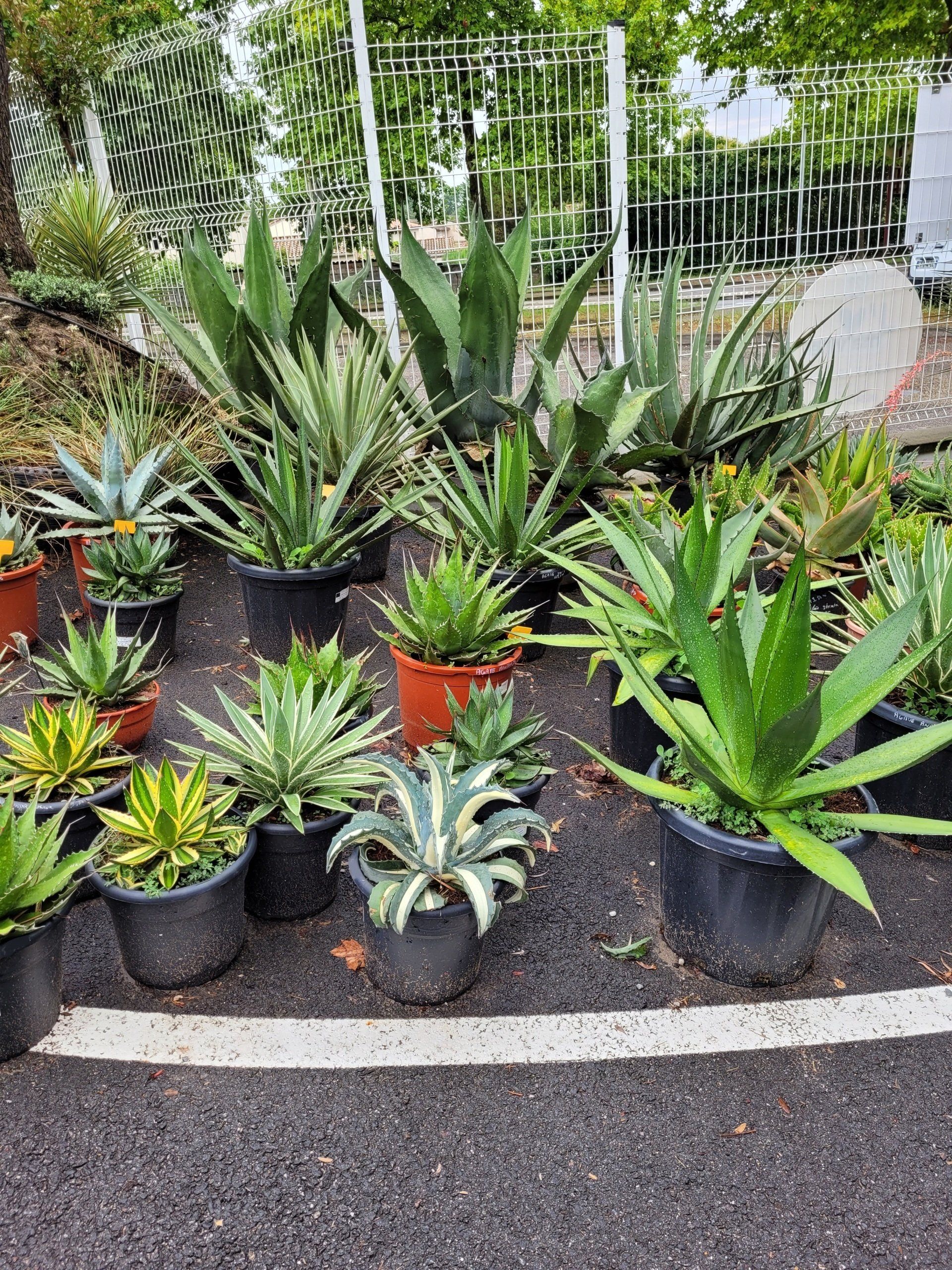 Mélange de plantes