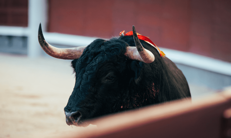 Un primer plano de un toro con cuernos largos en una plaza de toros.