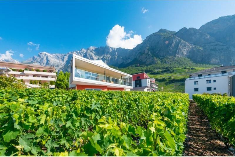 Une maison est située au milieu d'un vignoble avec des montagnes en arrière-plan.