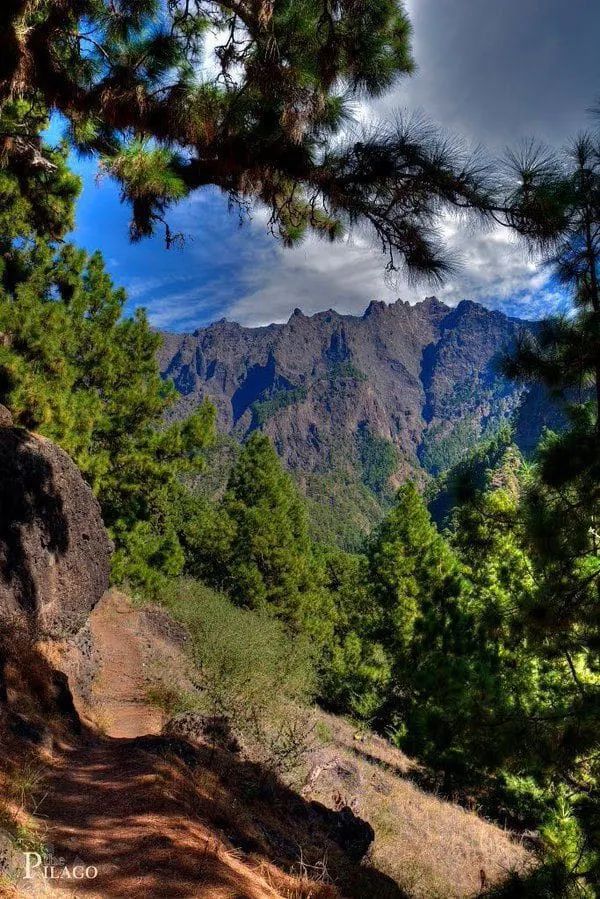 Un camino que atraviesa un bosque con montañas al fondo.