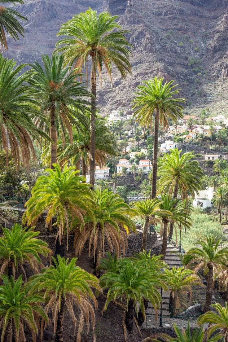 Un montón de palmeras en un valle con una montaña al fondo.