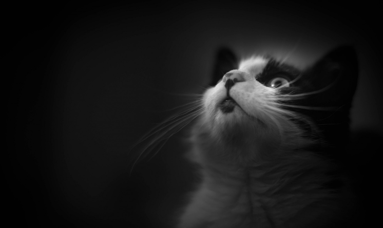 Photo d'un chat en noir et blanc