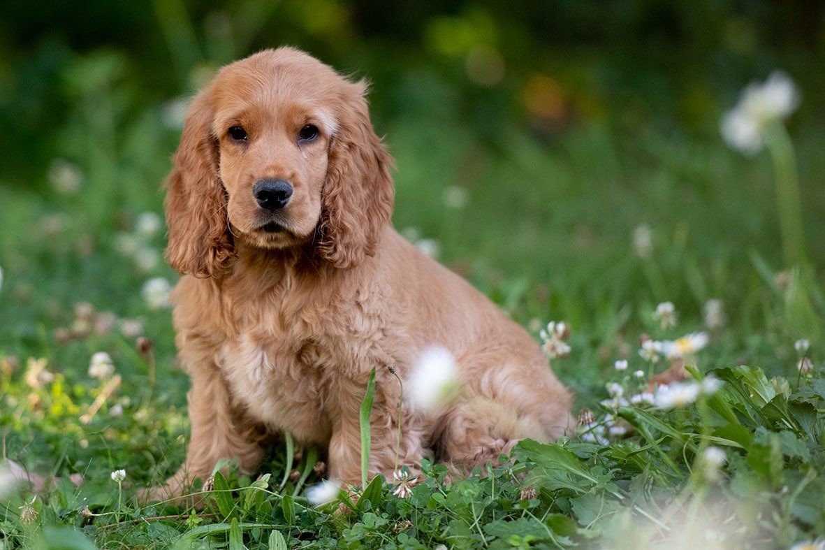 Photo d'un chiot type cocker