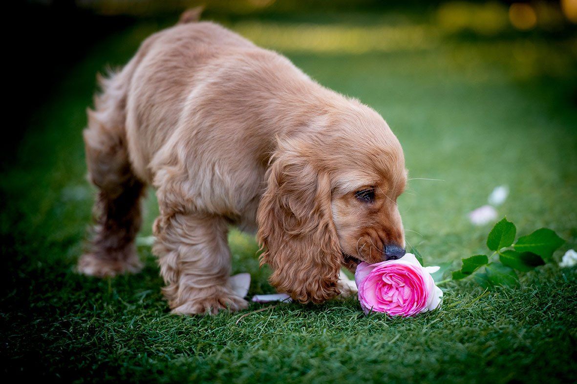 Photo d'un chiot cocker attiré par une fleur
