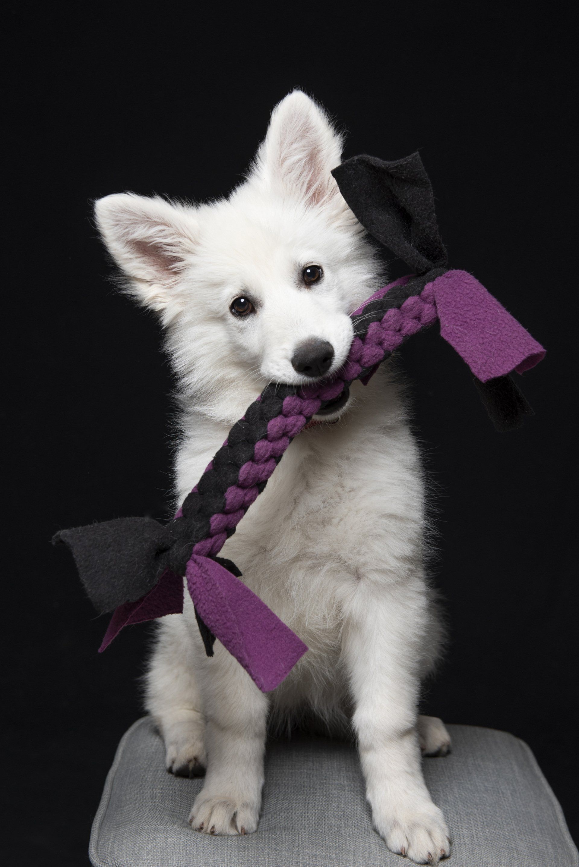 Photo d'un berger blanc suisse avec un jouet