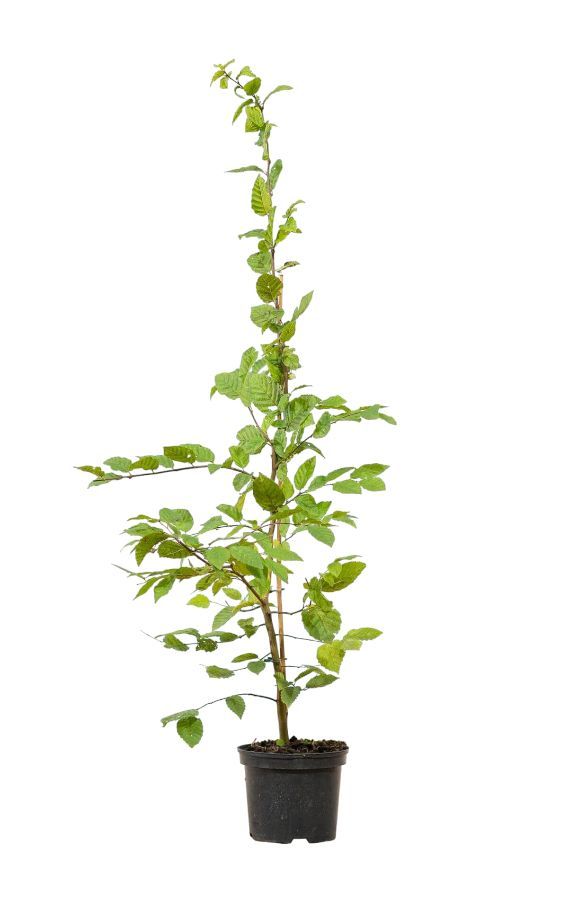 Kleiner Topfbaum mit grünen Blättern, hoch und schlank, vor weißem Hintergrund.