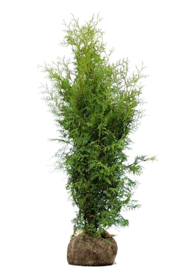 Eine grüne, junge Zypresse mit einem Wurzelballen aus Sackleinen vor weißem Hintergrund.