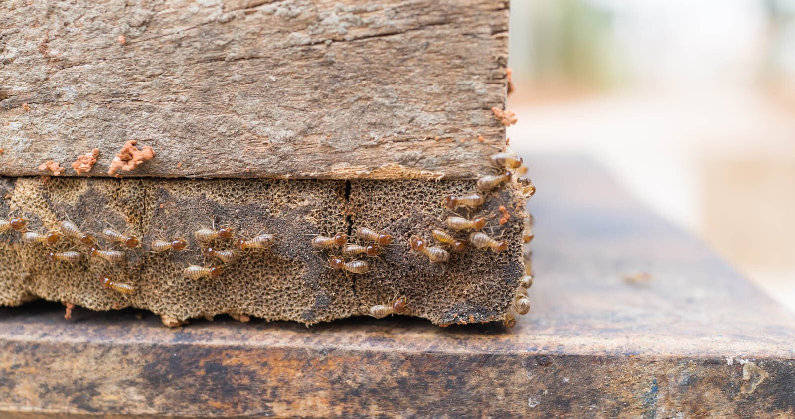 Premier plan d'un groupe de termites sur du bois