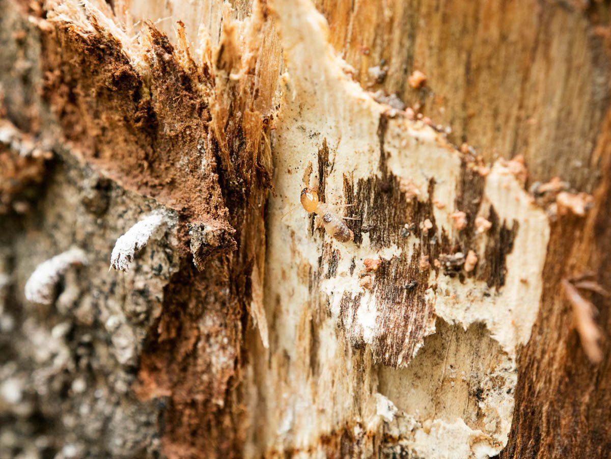Premier plan d'un termite sur le bois d'une charpente