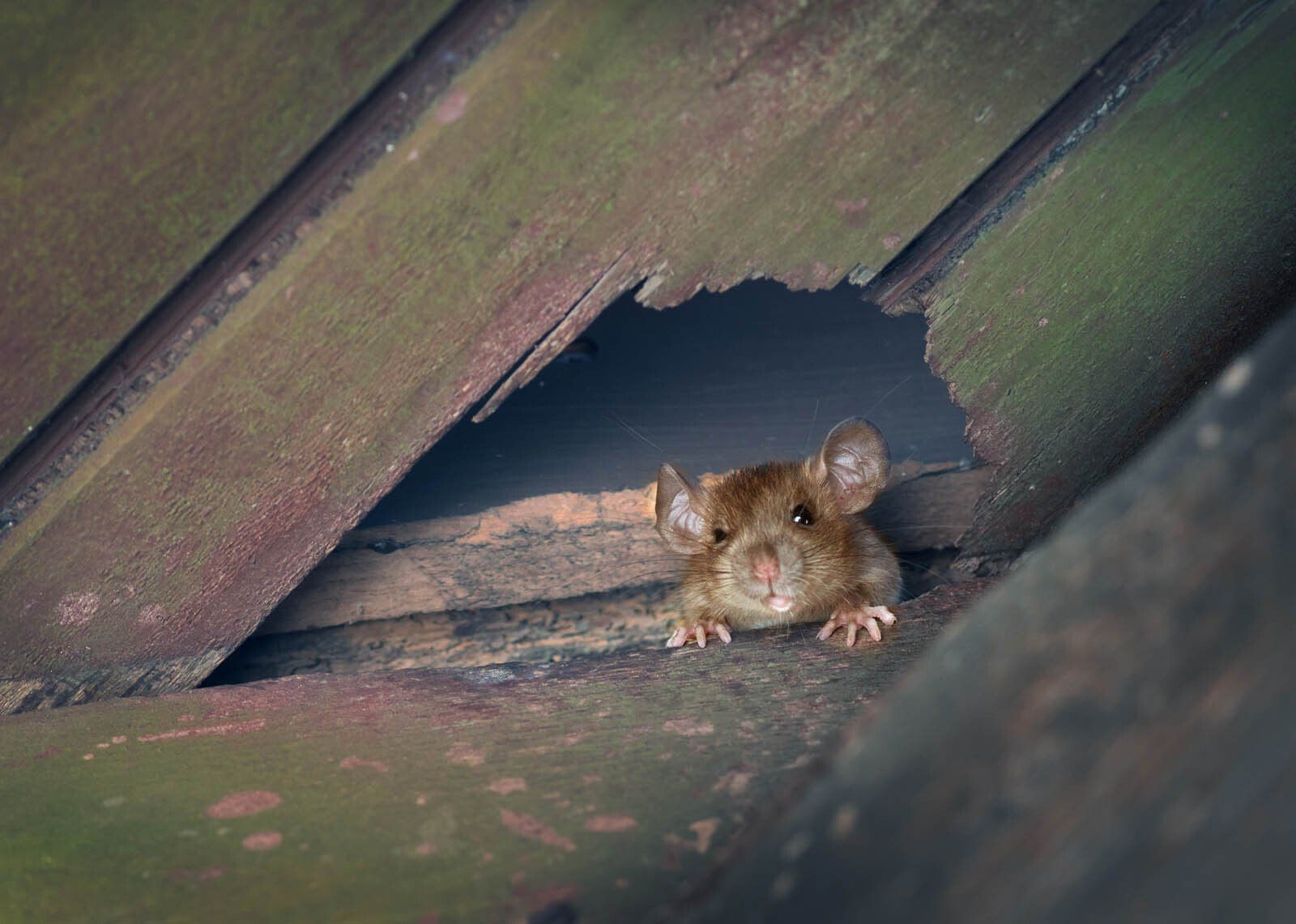 Photo d'un rat couleur marron