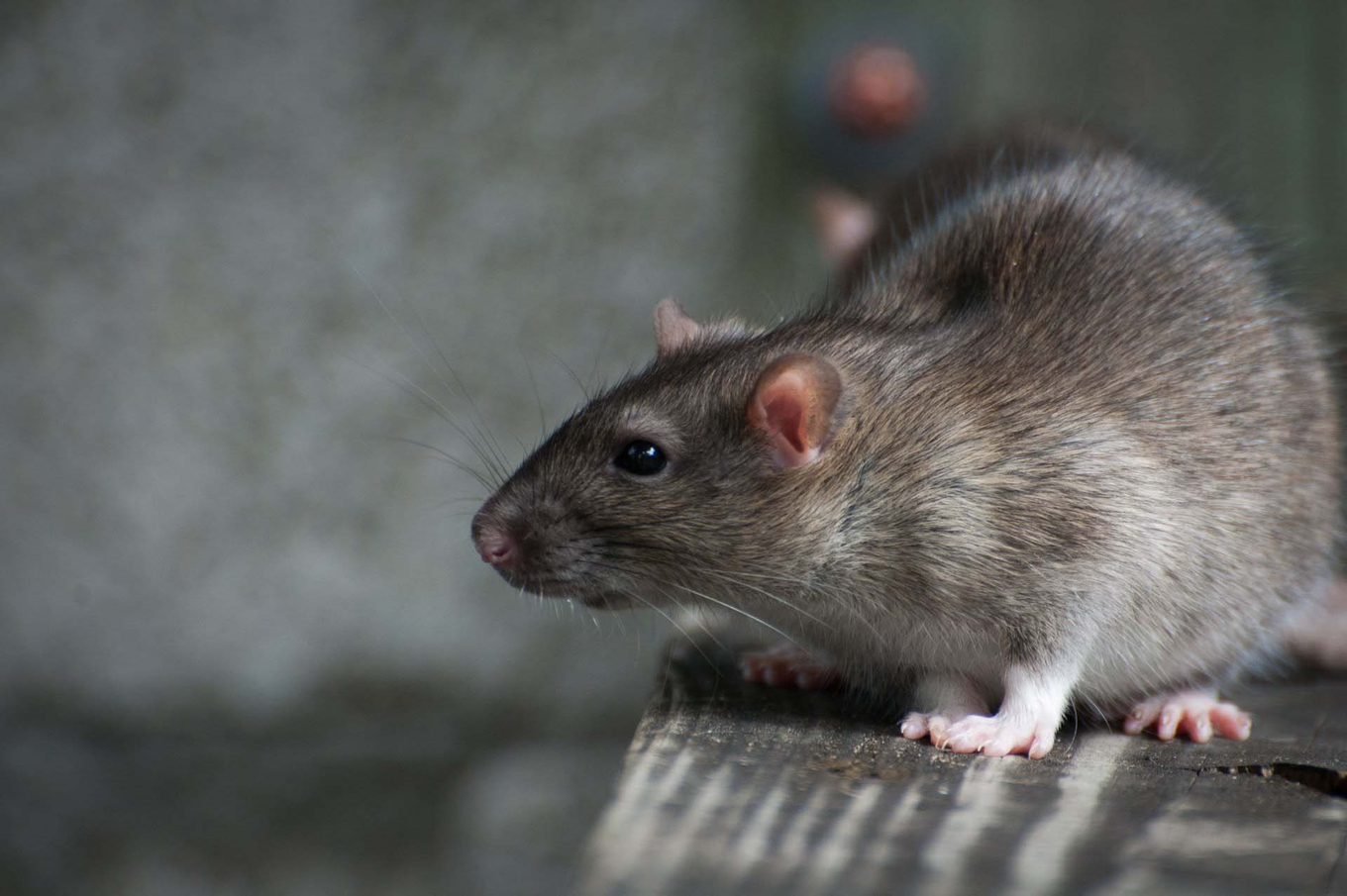 Photo d'un rat couleur gris