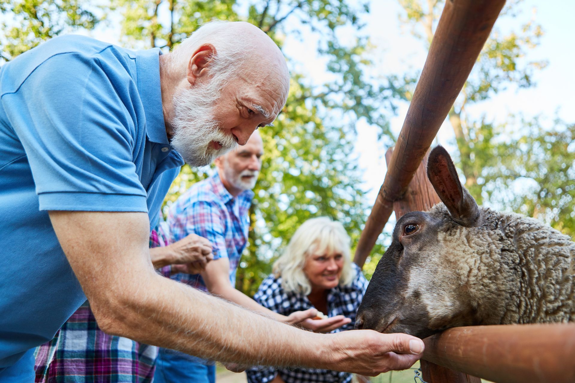 Personnes âgées donnant à manger à des animaux