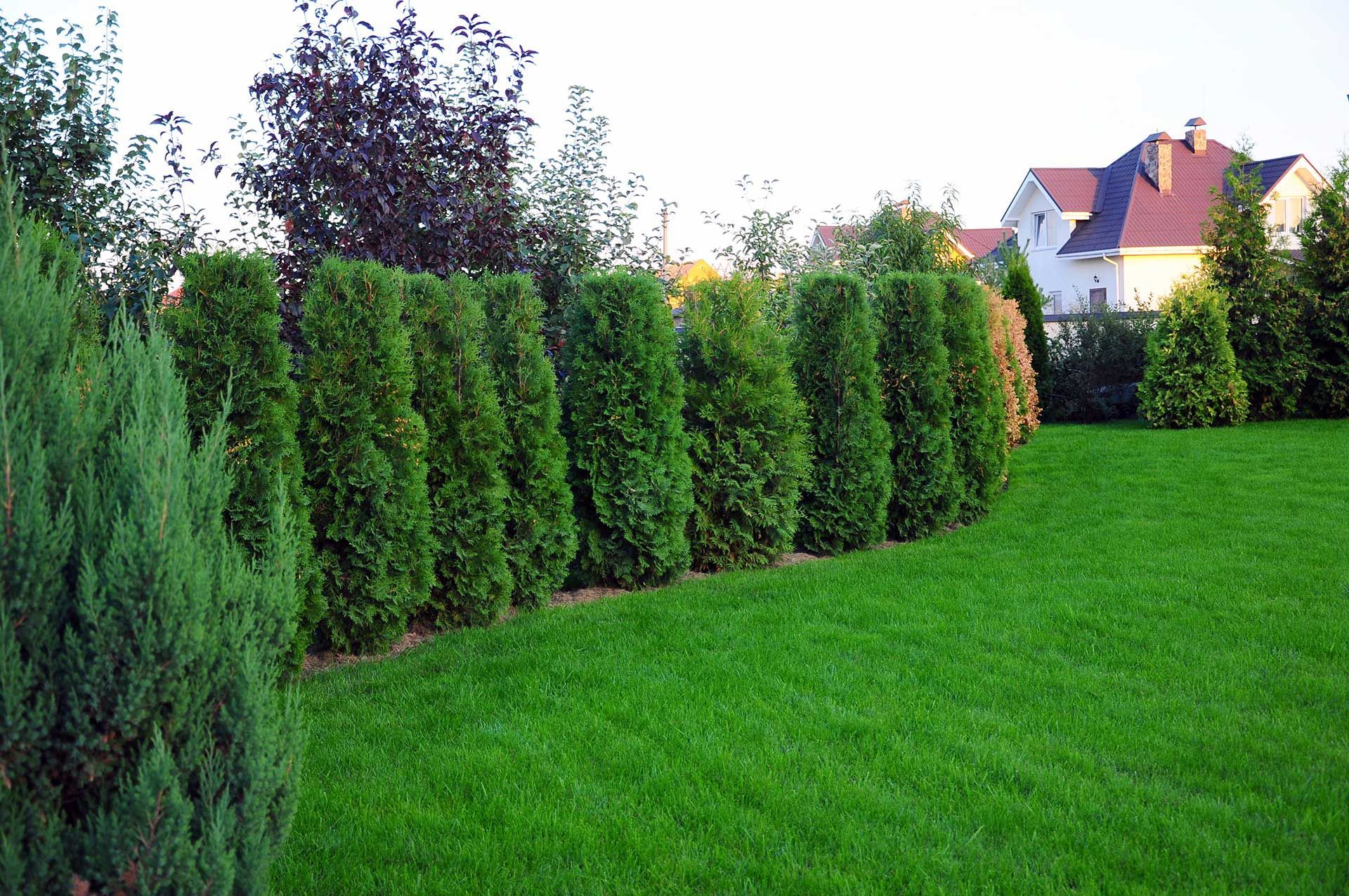 Pelouse verte luxuriante avec une rangée d'arbres à feuilles persistantes soigneusement taillés formant une haie d'intimité.