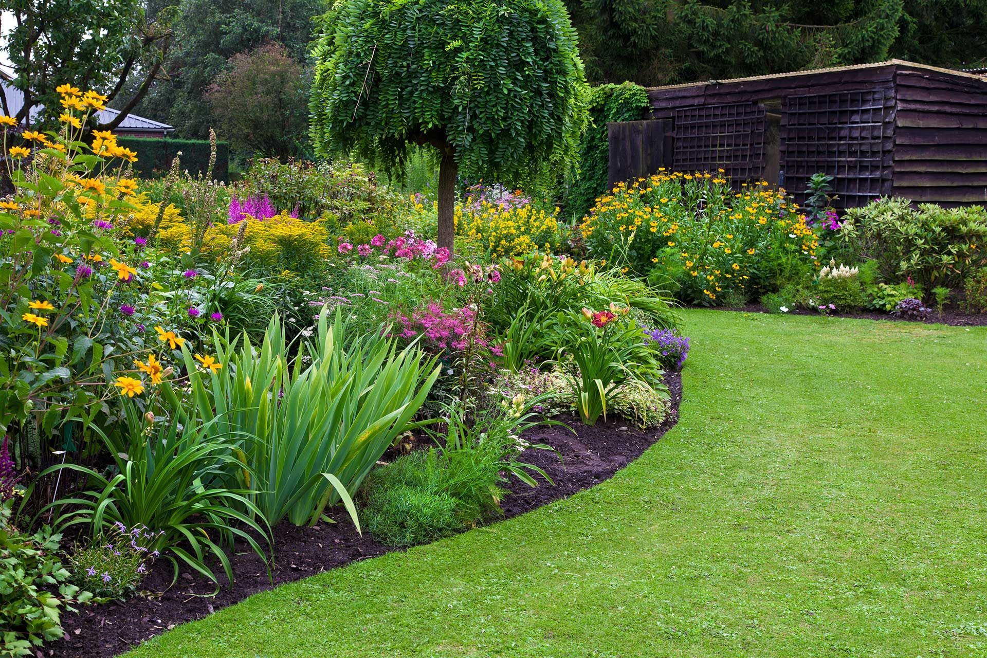 Parterre de jardin luxuriant avec des fleurs vibrantes, une pelouse herbeuse et un petit arbre bien formé.