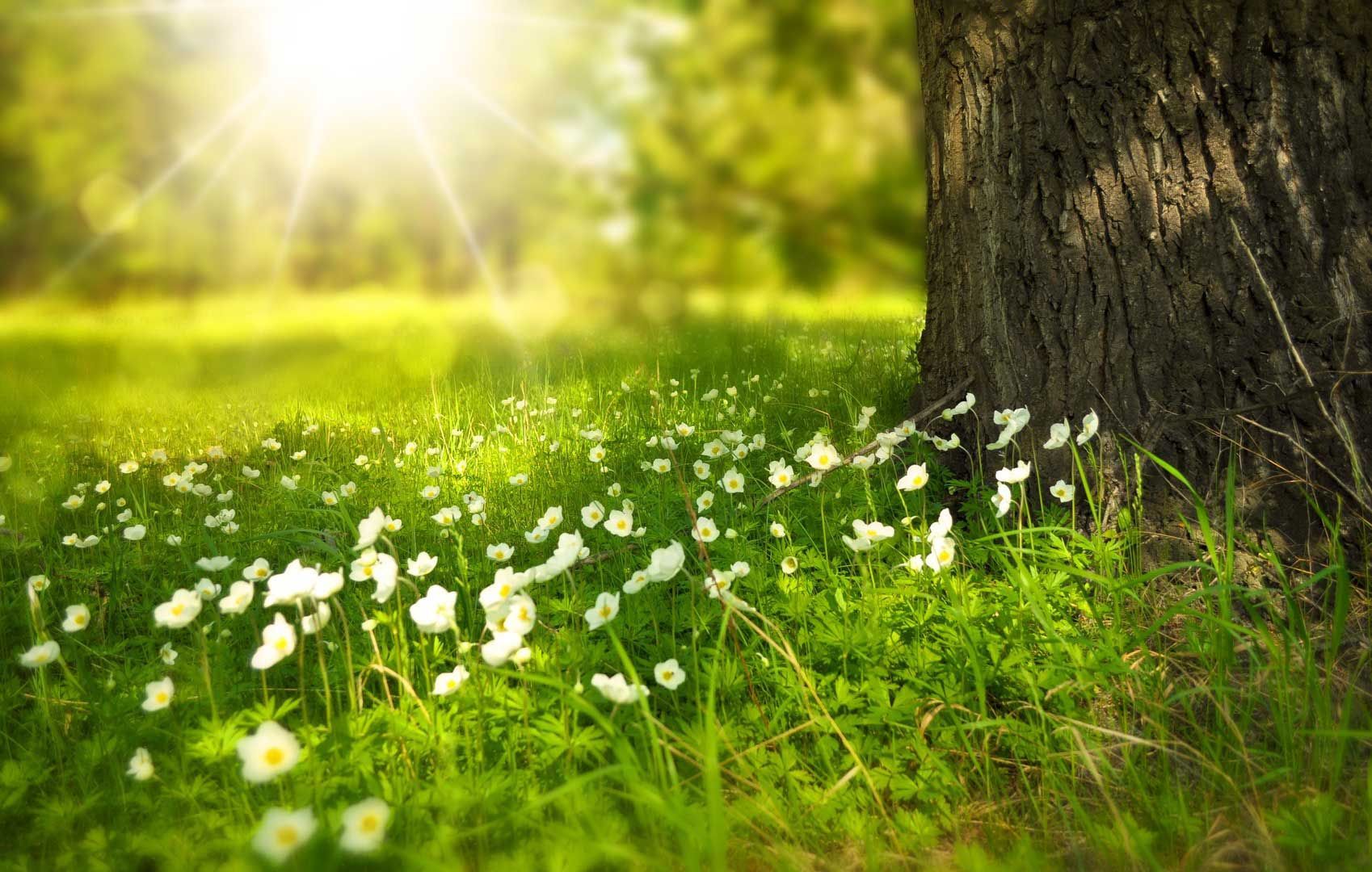 La lumière du soleil brille sur une prairie verte avec des fleurs blanches près d'un tronc d'arbre.