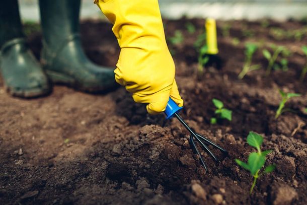 Persona que lleva guantes amarillos y botas verdes haciendo jardinería, usando un pequeño rastrillo de mano en tierra oscura con plantas jóvenes.