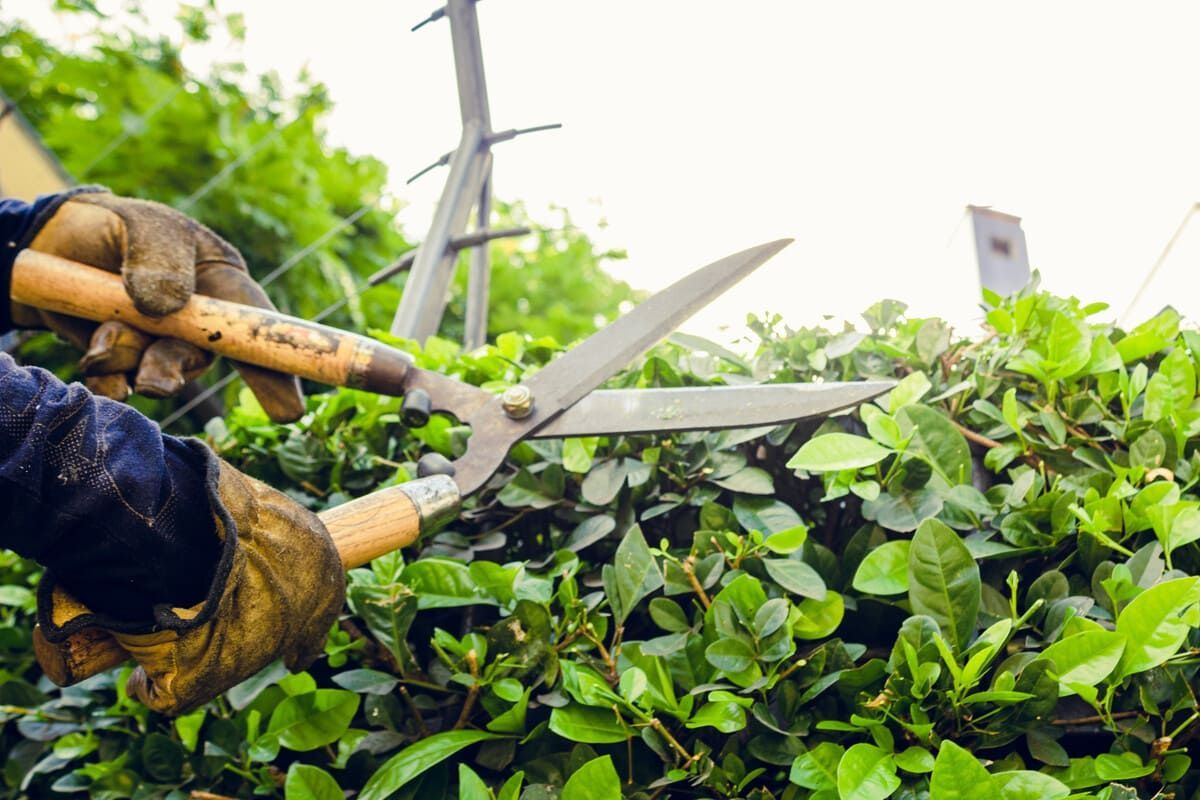 Unas manos con guantes de trabajo recortan un seto verde con tijeras de podar de mango largo al aire libre.