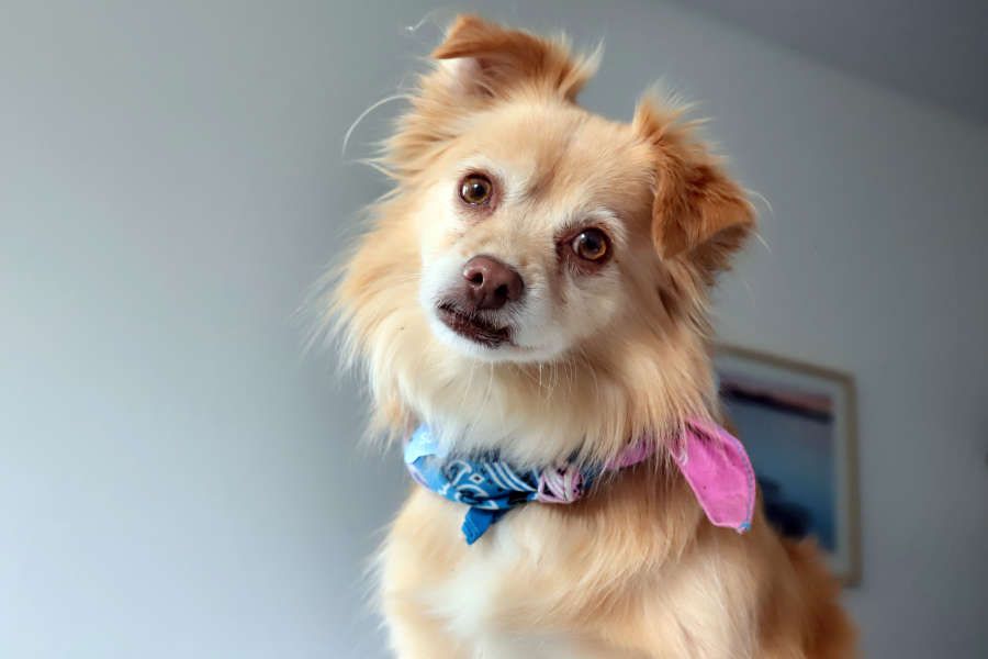 Suki, Therapiebegleithund