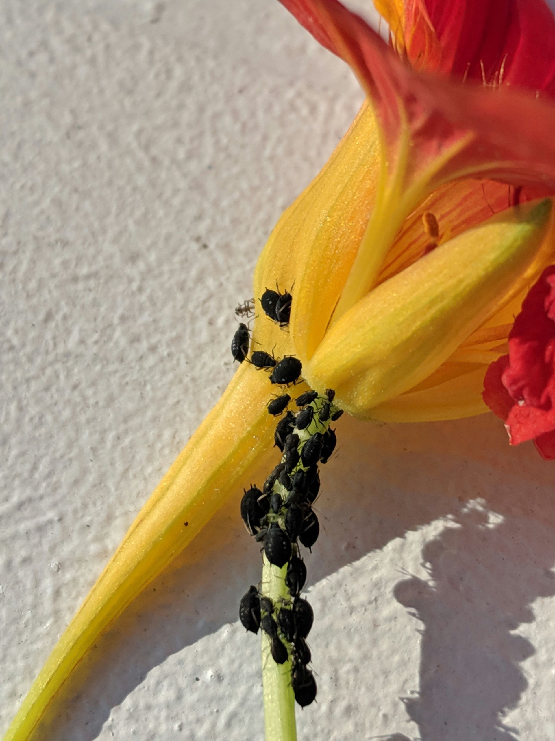 Un grupo de pequeños pulgones negros se aferra al tallo y a la base de una flor de capuchina de color naranja y amarillo brillante.