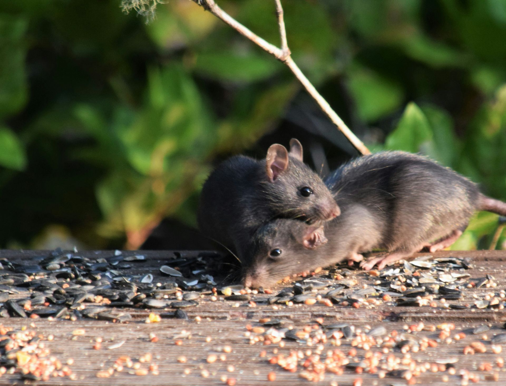 Dos ratas de pelaje oscuro se acurrucan juntas sobre una superficie de madera mientras comen un montón de semillas para pájaros esparcidas al aire libre.