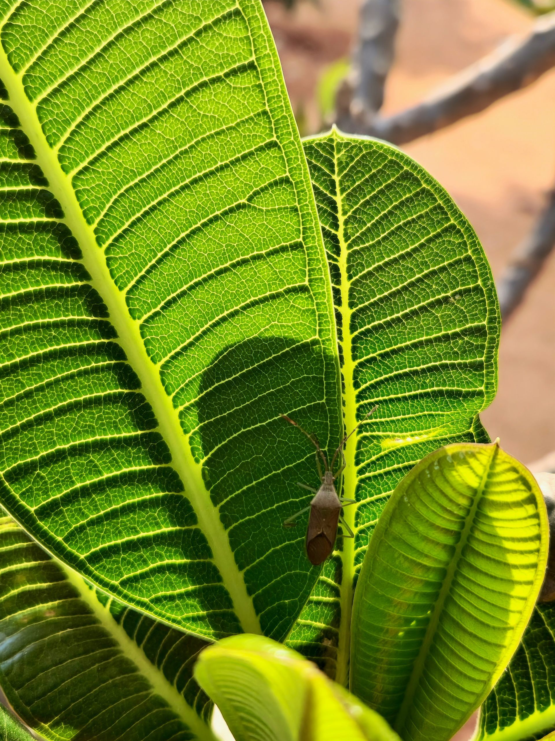 Un insecto marrón descansa sobre la hoja verde brillante y texturizada de una planta de plumeria bajo la luz del sol.