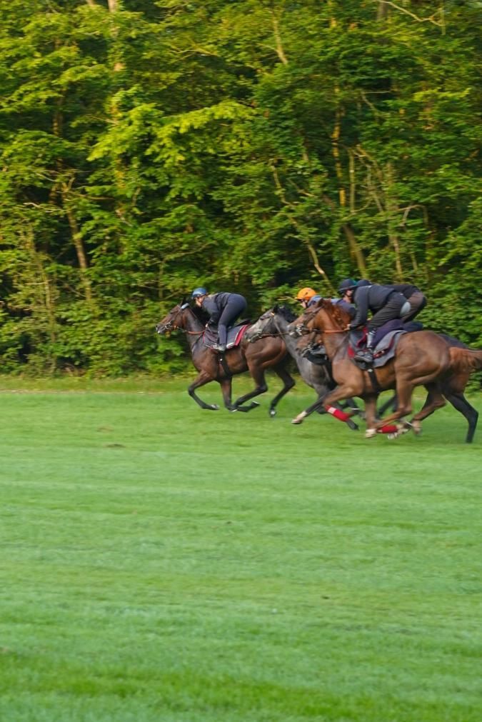 Entraînement de chevaux
