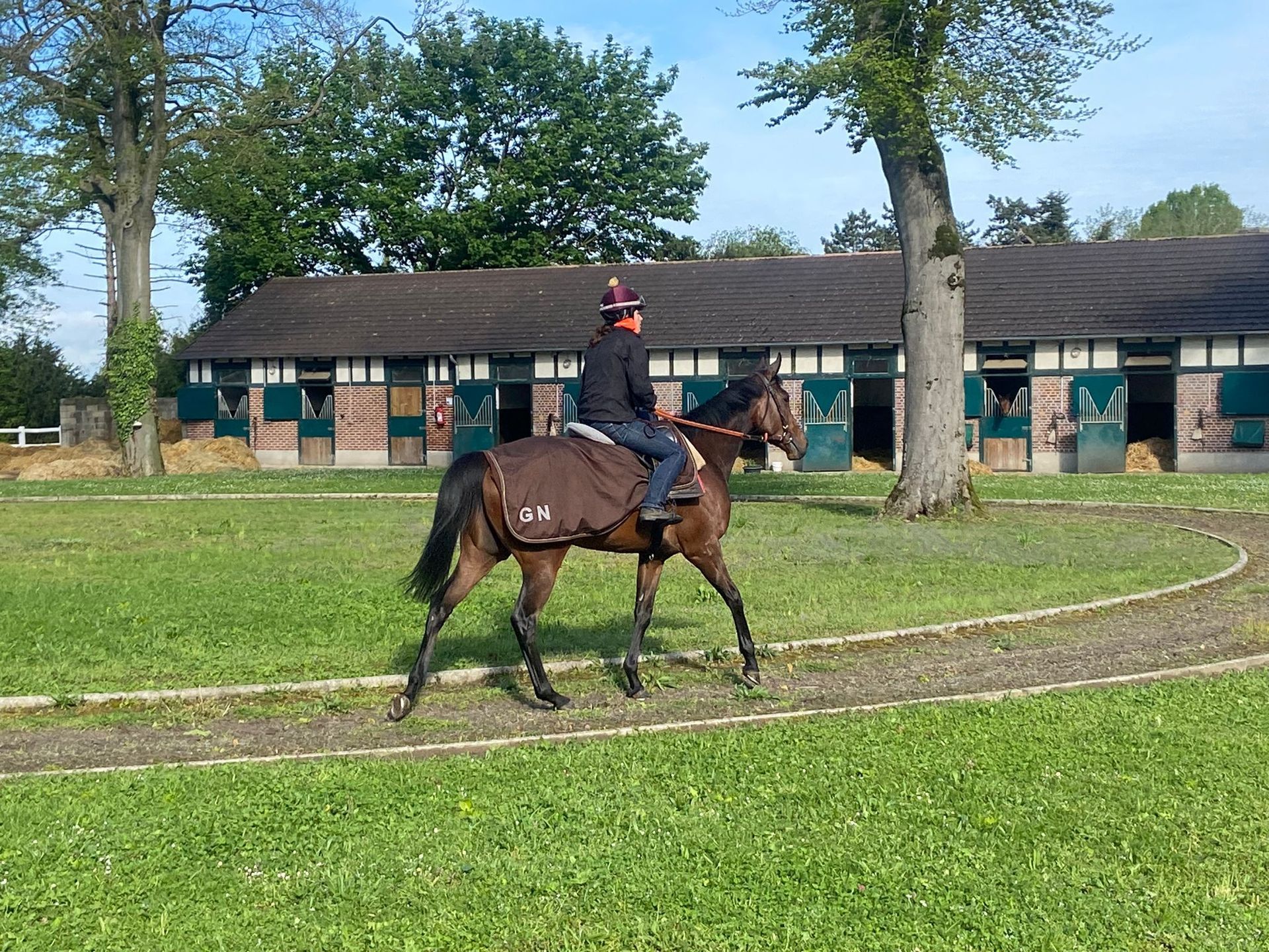 Entraînement chevaux
