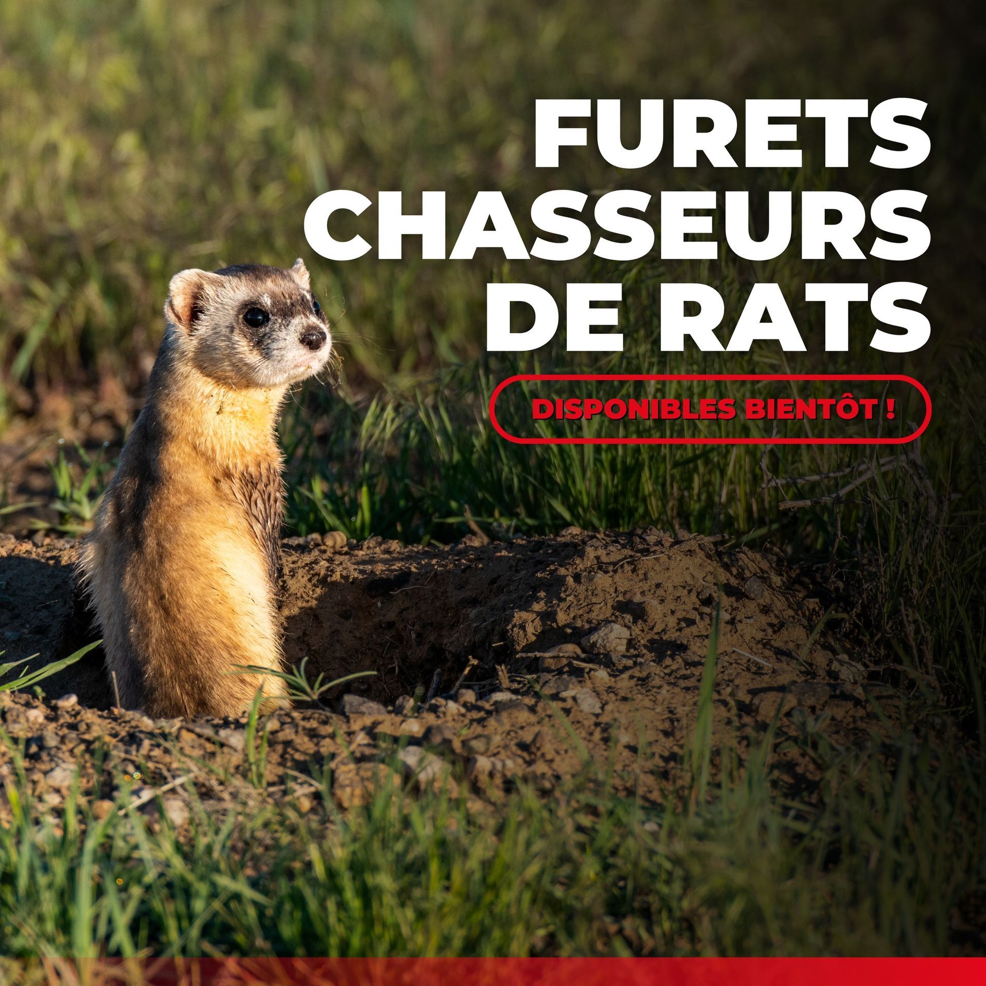 Un furet