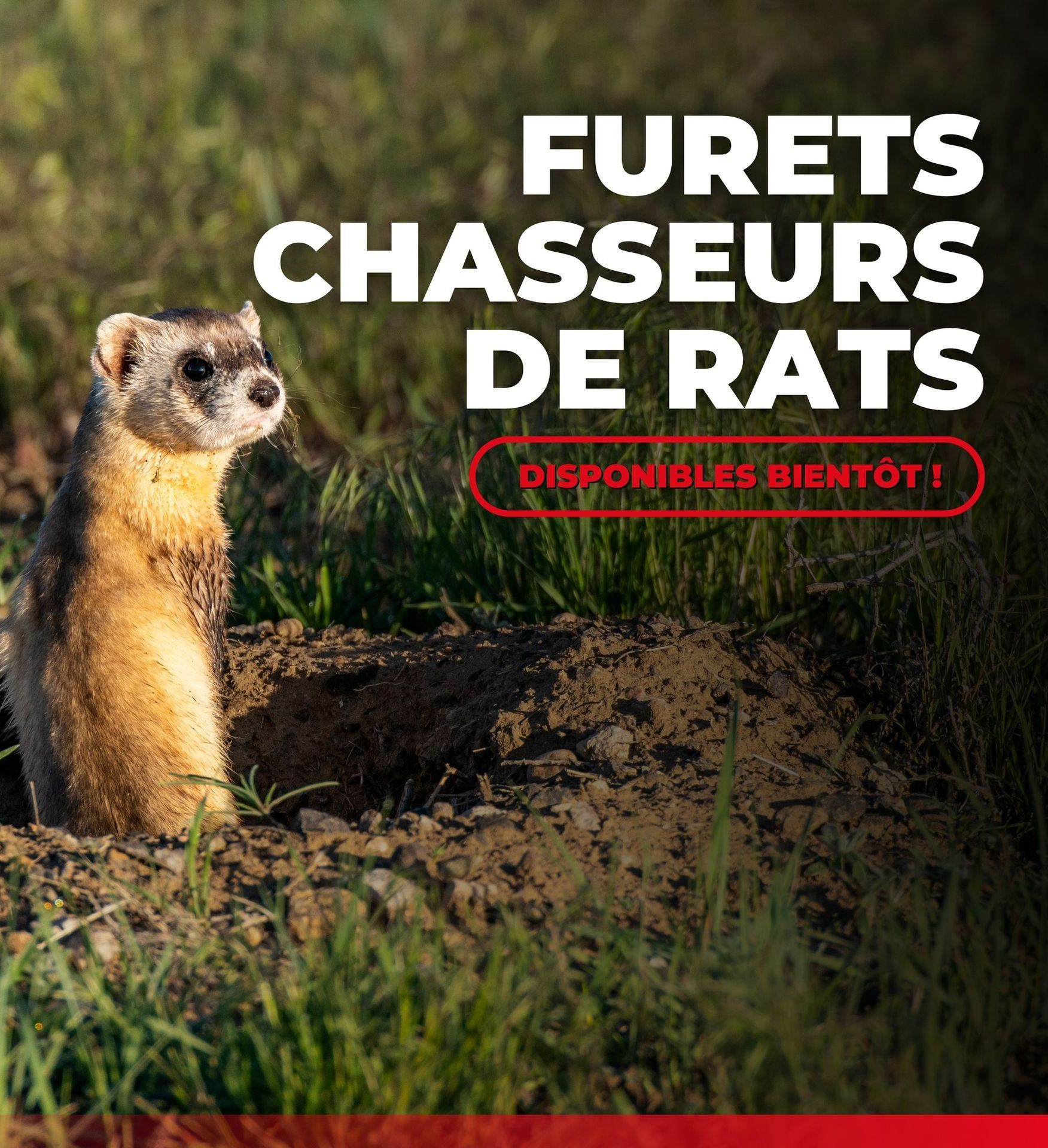 Un furet et de l'herbe