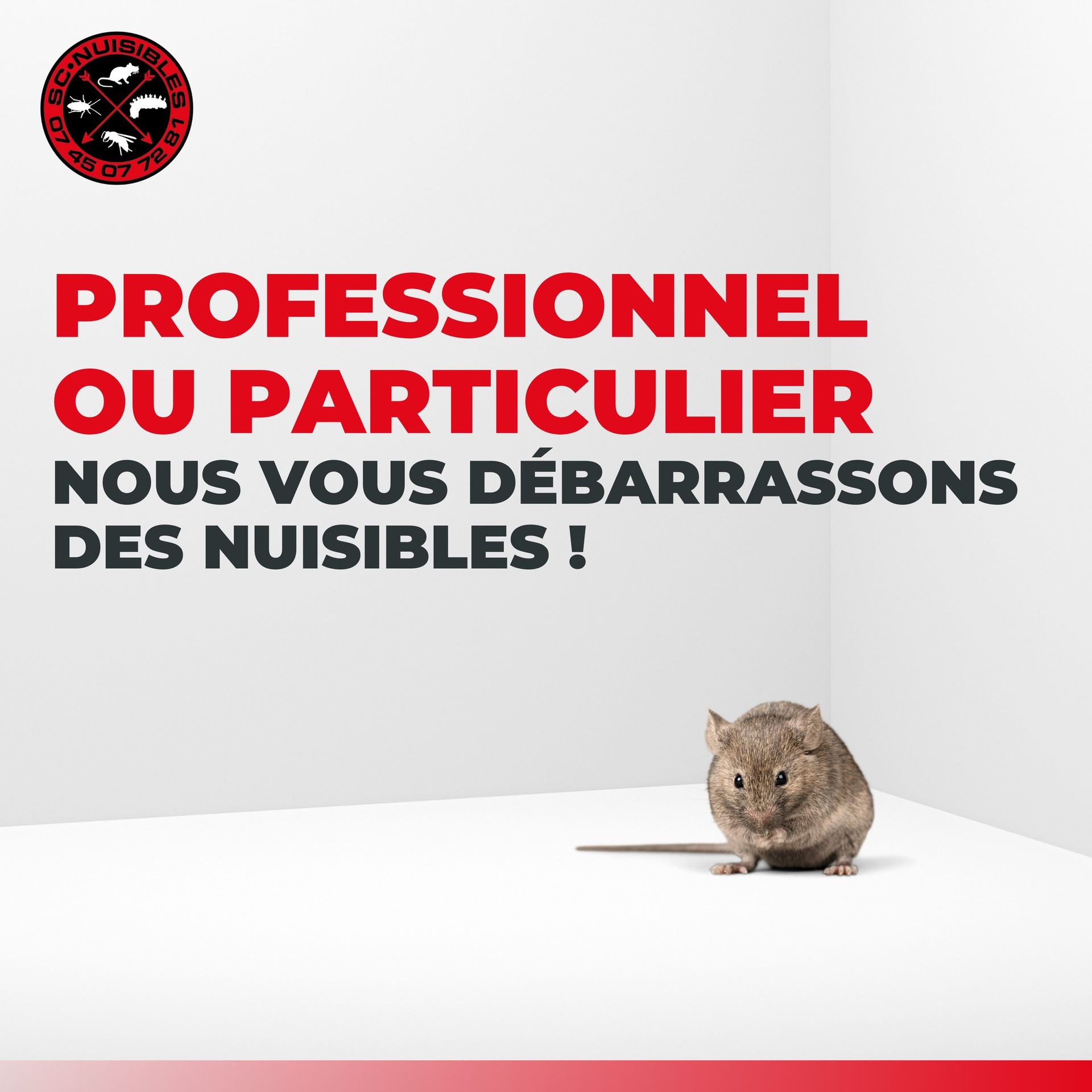 Un rat sur un fond blanc