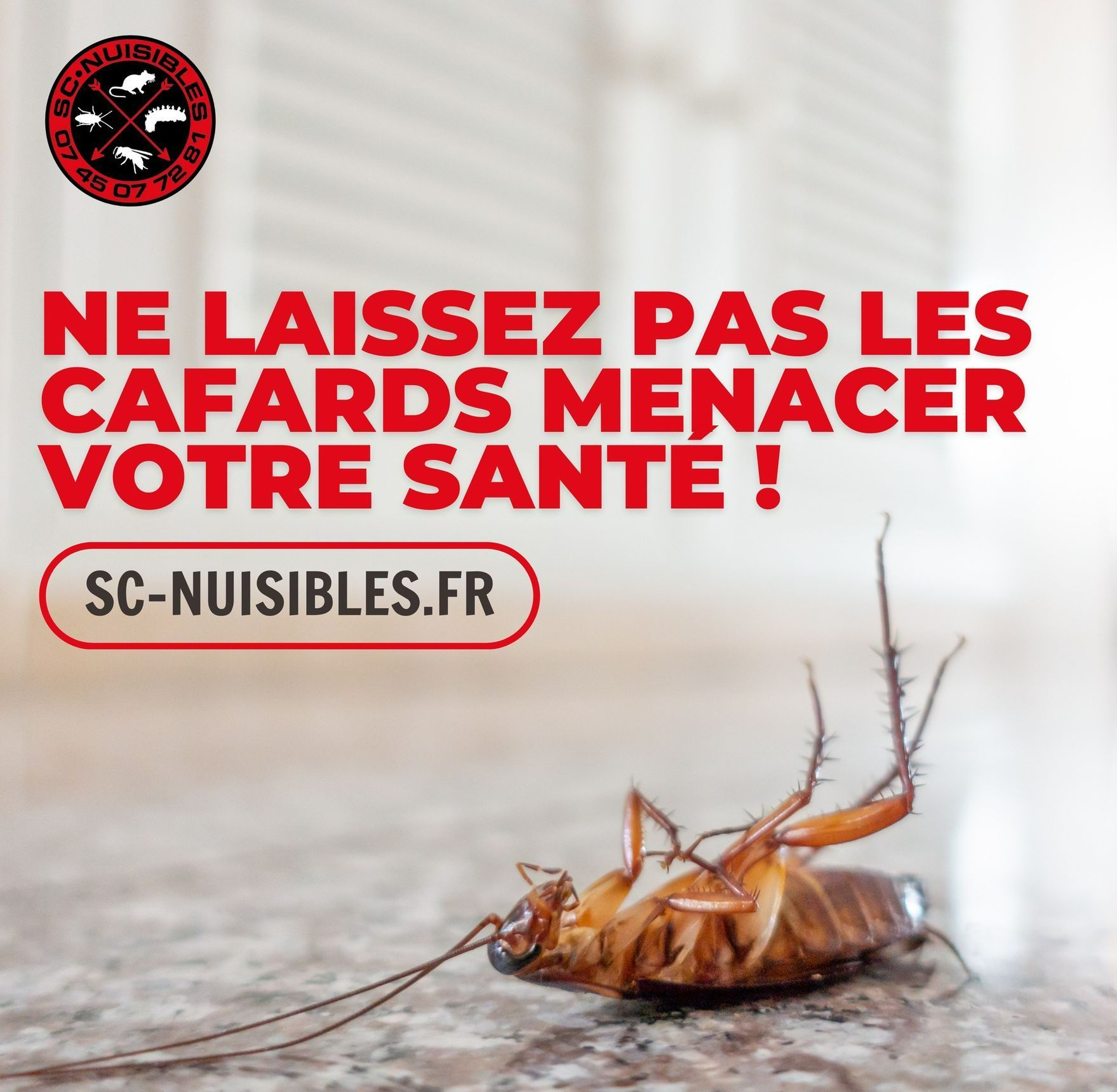 Un cafard mort sur le dos