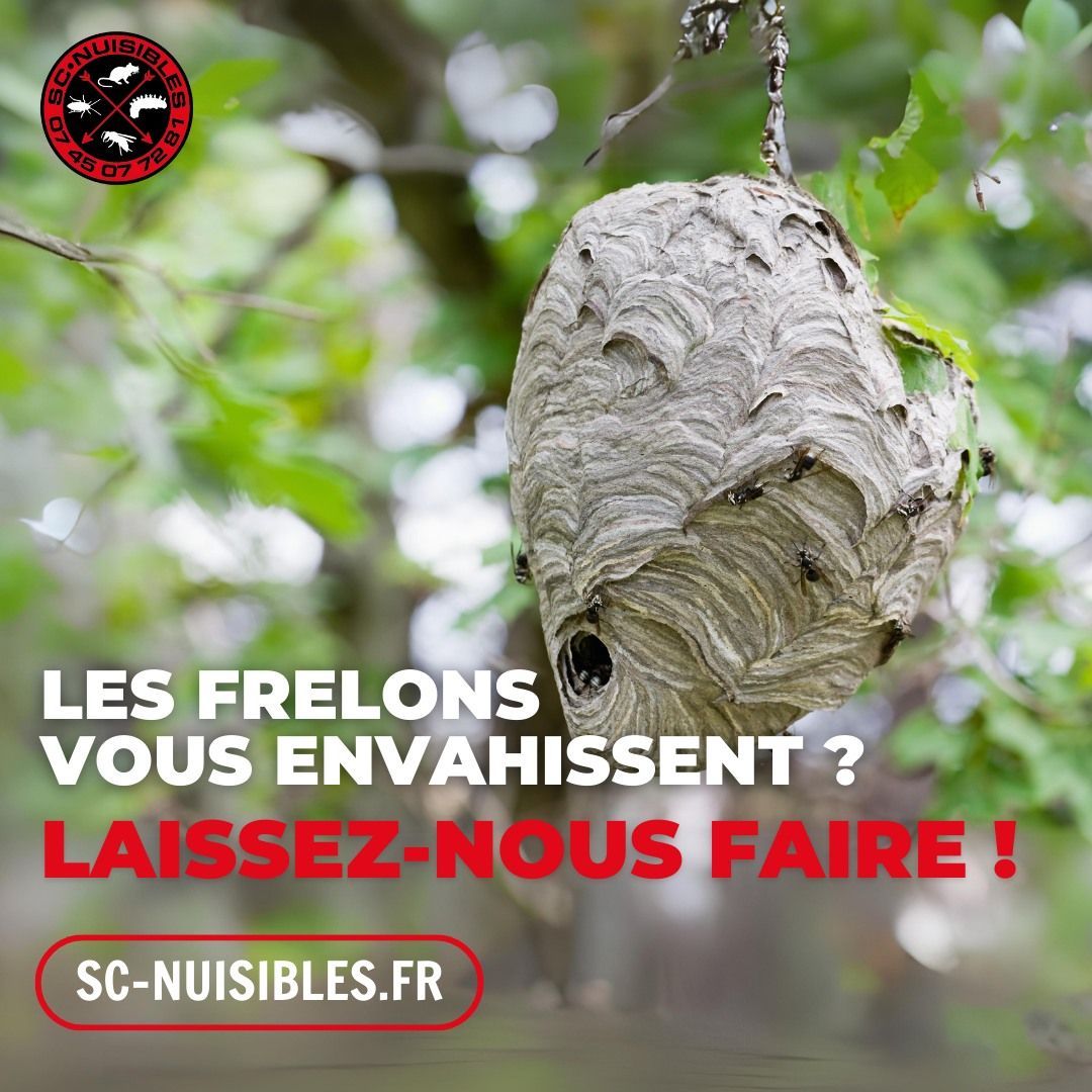 Un nid de frelons au bout d'une branche