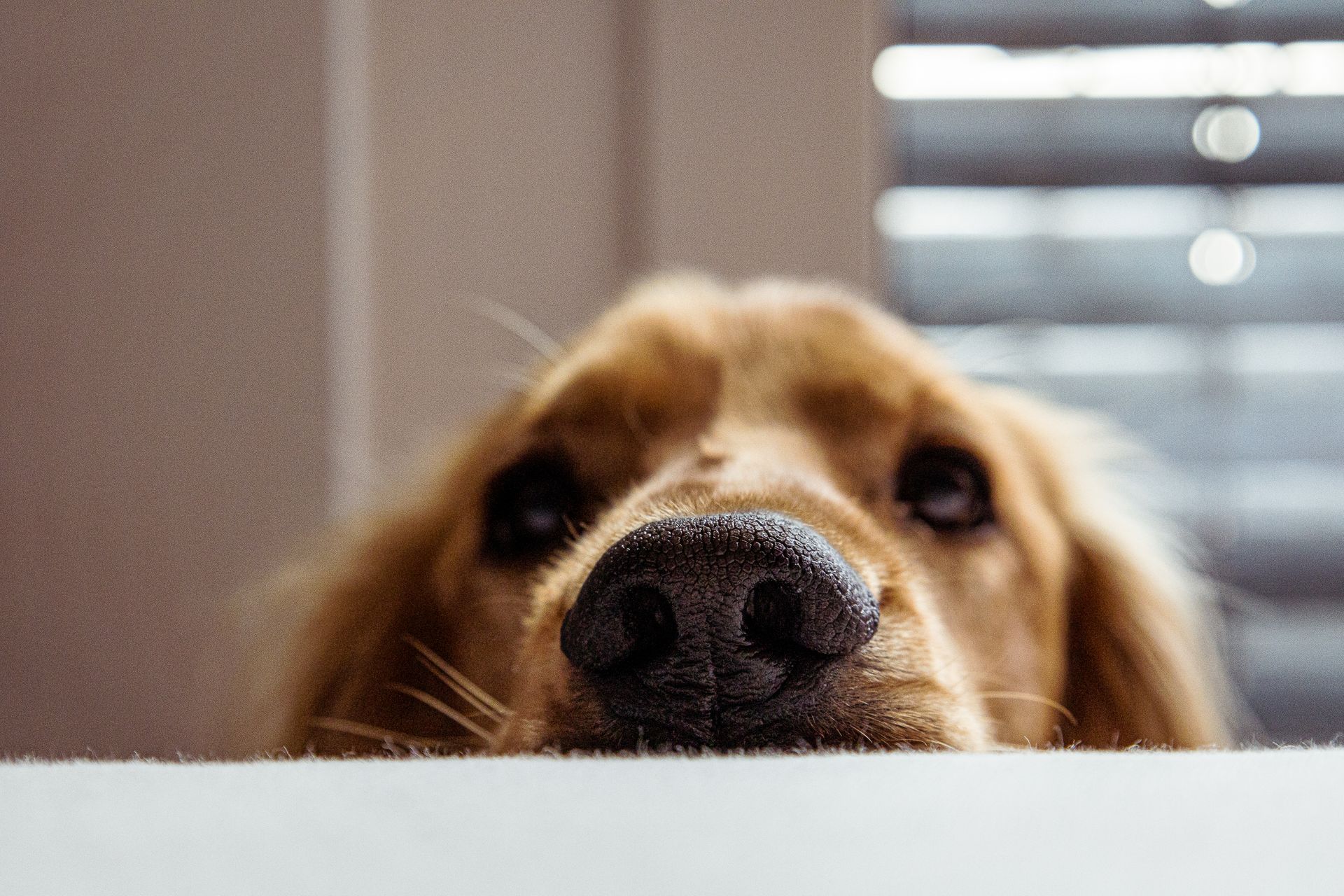 Chien renifleur contre un matelas