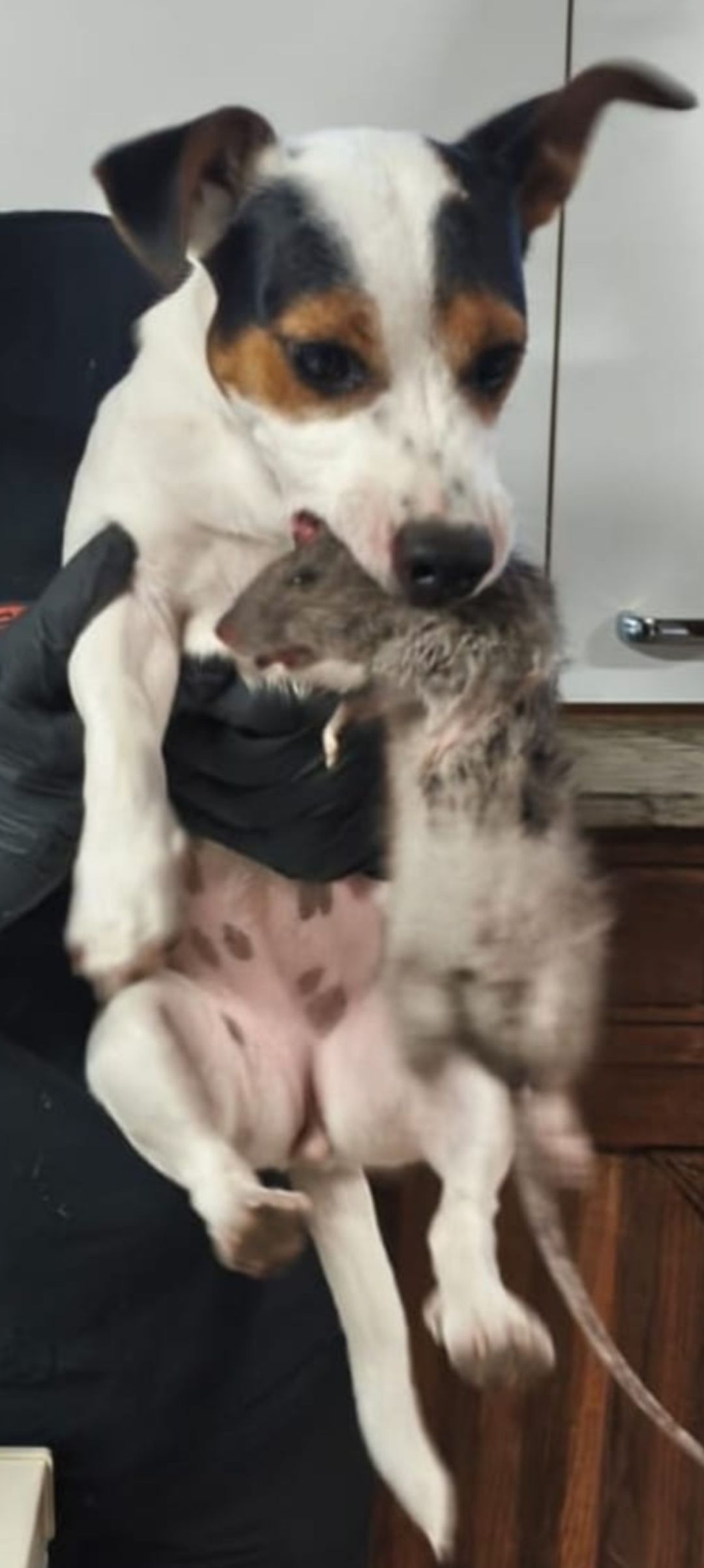 Un chien blanc avec des taches noires et brunes tient un rat mort dans sa gueule. Une personne tient le chien.