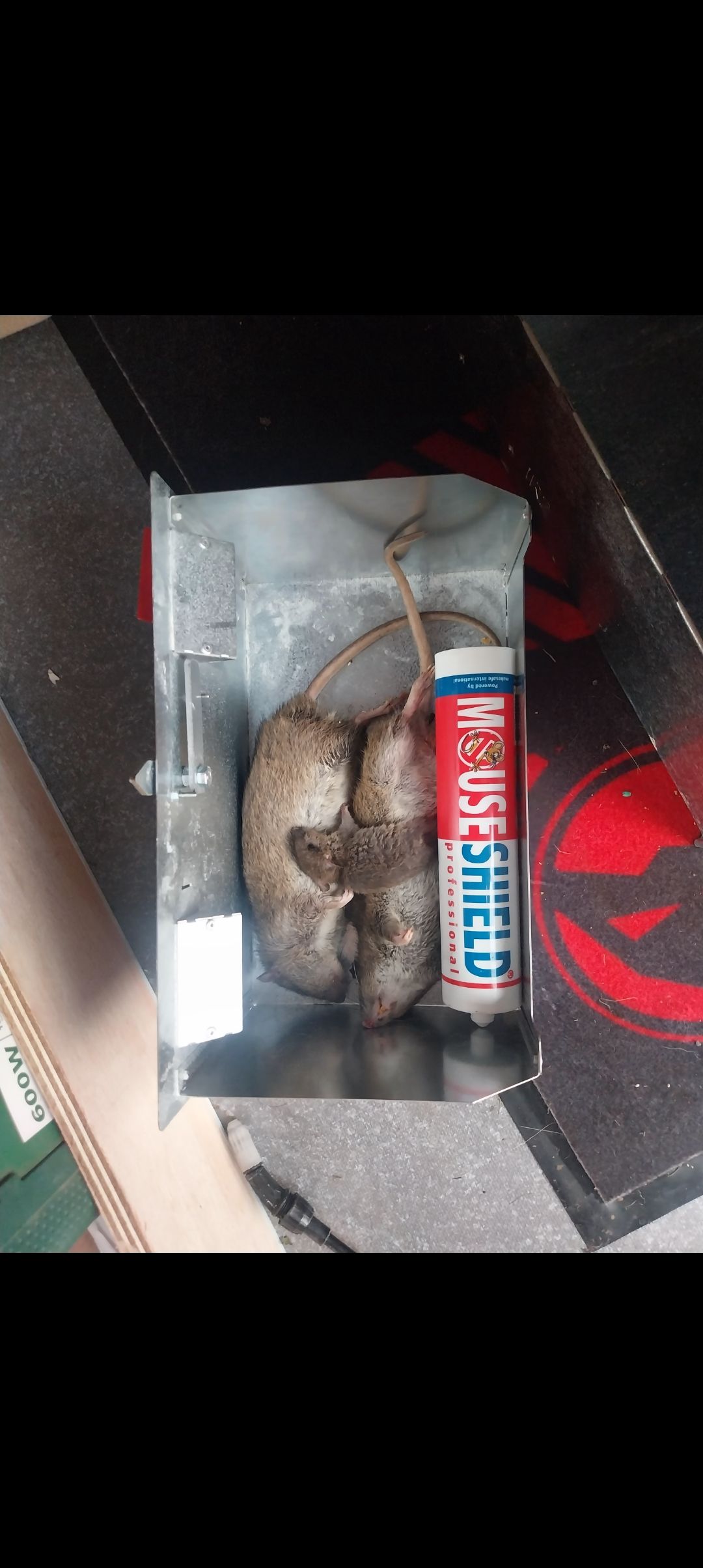 Un petit animal mort dans un récipient en plastique transparent avec un tube de mastic « Jesus Shield ».