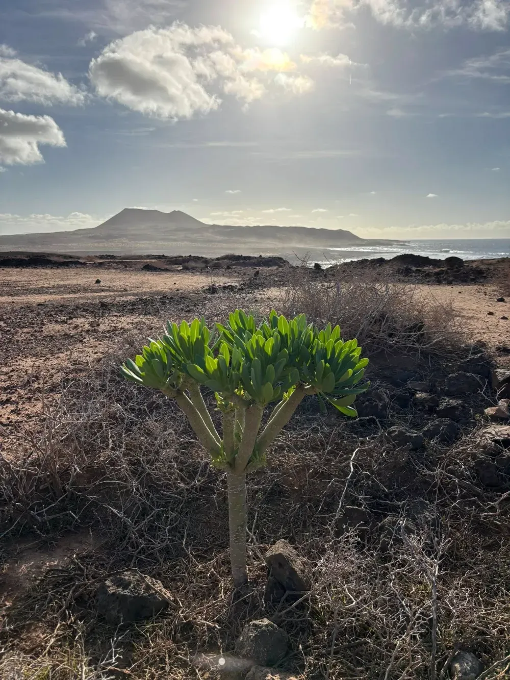Una planta suculenta de color verde crece en un paisaje rocoso y árido bajo un cielo brillante y soleado, con una montaña lejana al fondo.