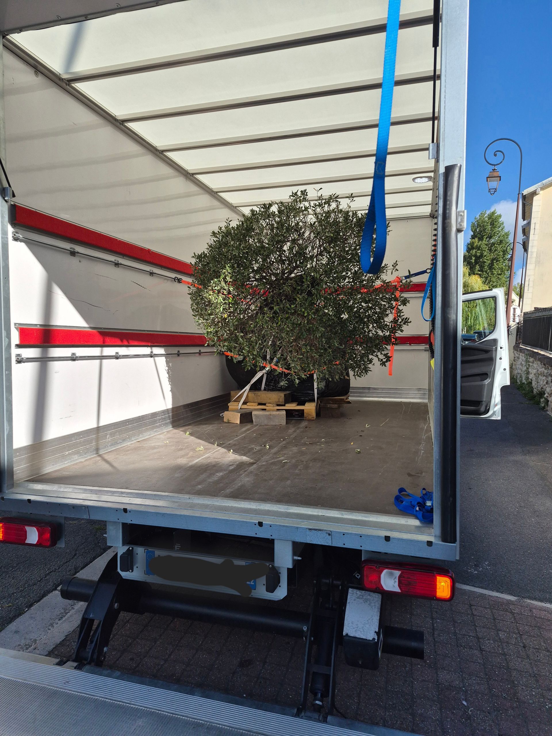 Camion à caisse ouverte avec un arbre en pot arrimé à l’intérieur pour le transport.